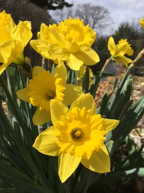Daffodils in bloom